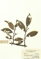 藏品(Elastrue)的圖片